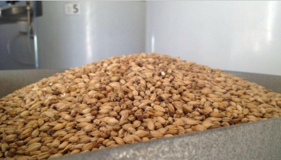 barleycorns on the metal table at 'Chios Beer' premises